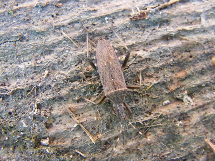 Dicranocephalus marginicollis